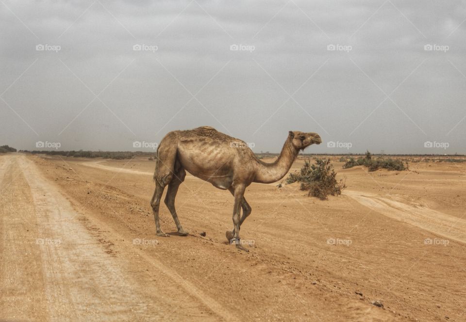 A camel crosses the road in desert