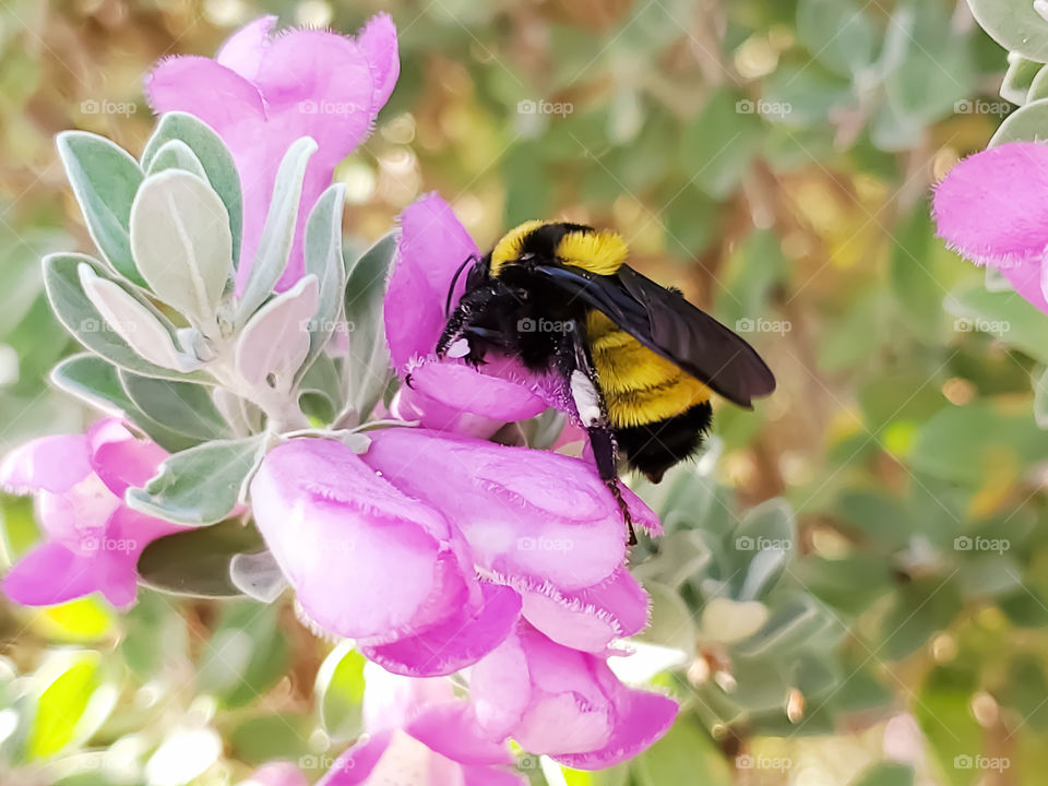 Bright yellow and black bumble bee pollinating pink cenizo shrub flowers in the morning