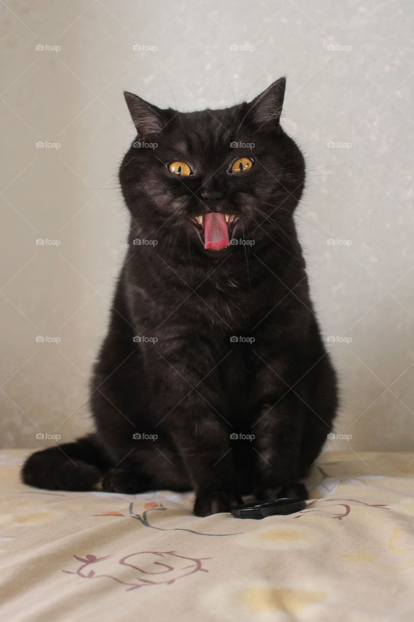 Black cat yawns