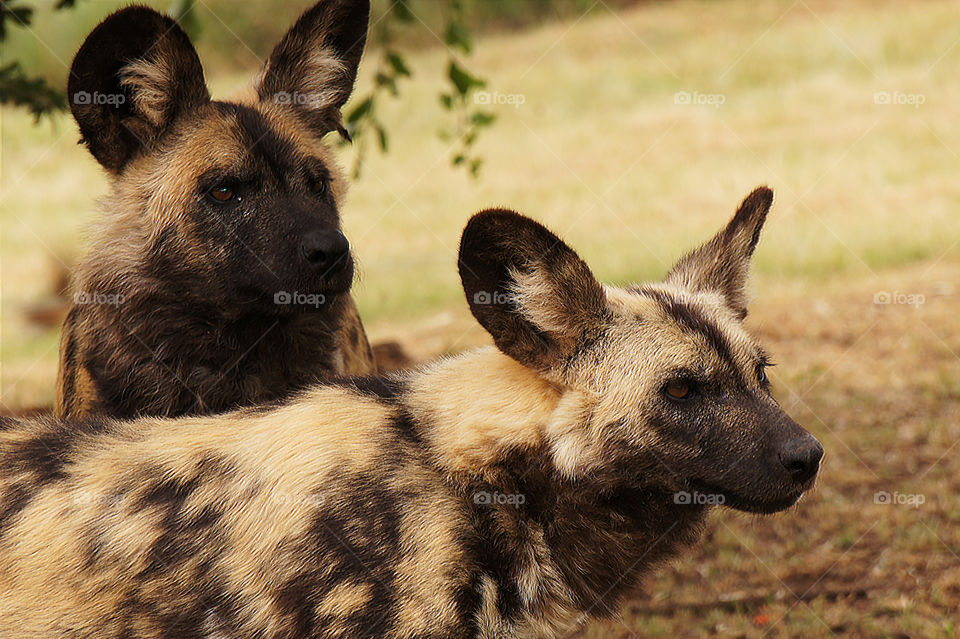 So cute - not many wild ones around in South Africa, more in Botswana & Zimbabwe 