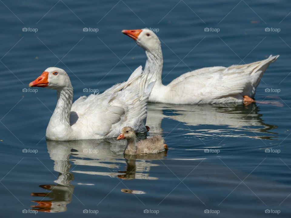 A goose family floats along with their baby close by