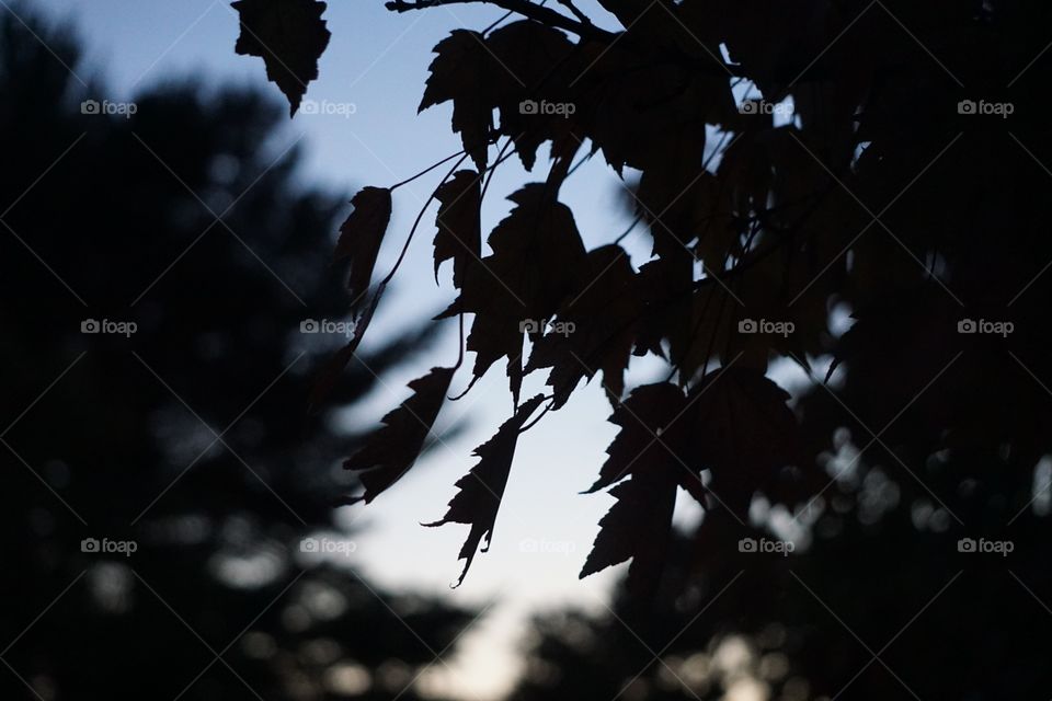 A sucker for nature photography, I adore the way the sunset allows me to capture the subtle nuances of Autumn shapes. 