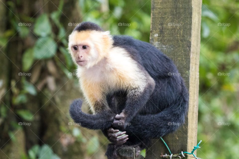 Whiteface capuchin monkey