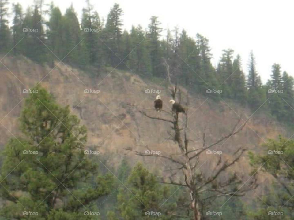 Bald eagles on dead tree snag looking around above a lake.