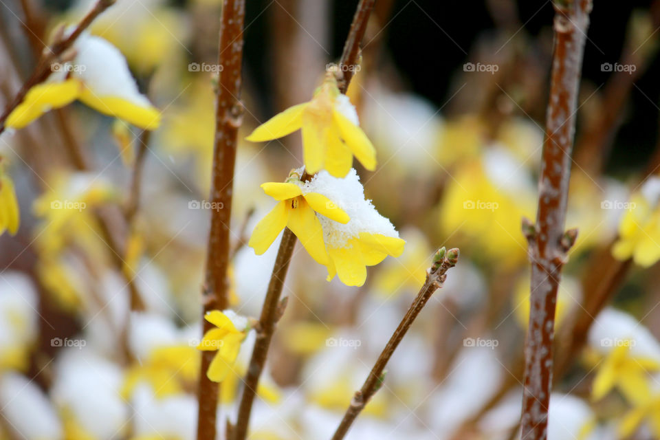 Forsythia blooming through the snow