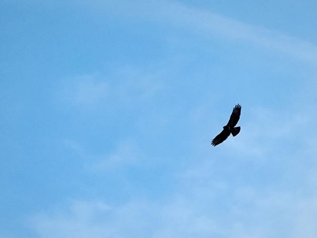 Freedom