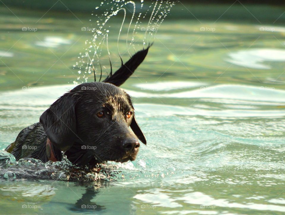 Swimming dog