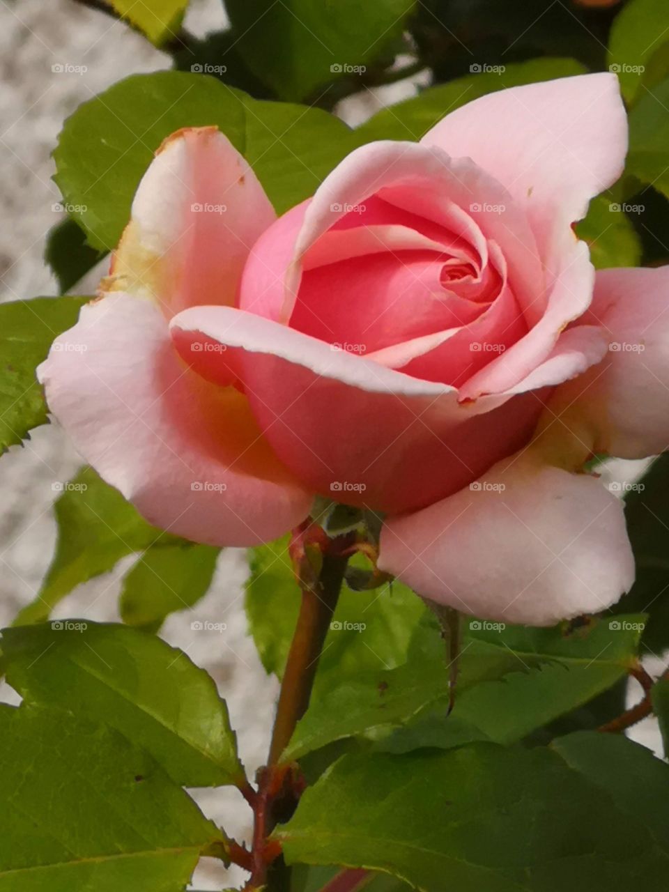 pink rose