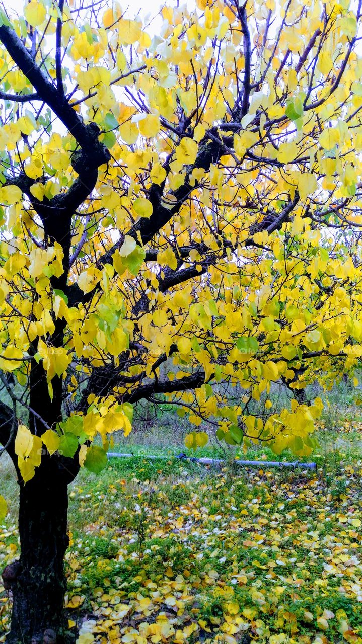 Tree, nature,color,season