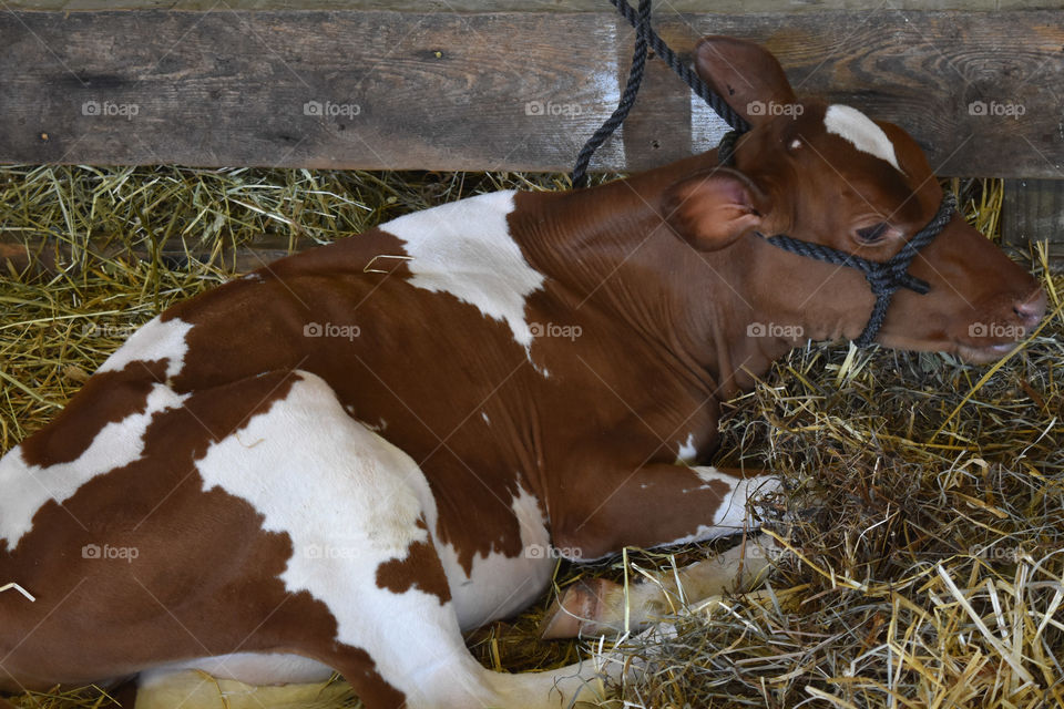 Guernsey calf