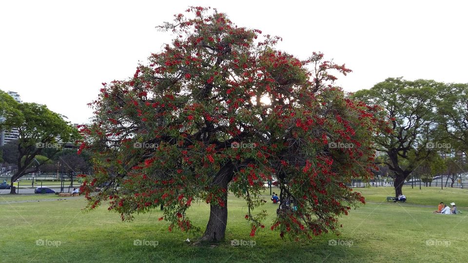 Tree with flowers