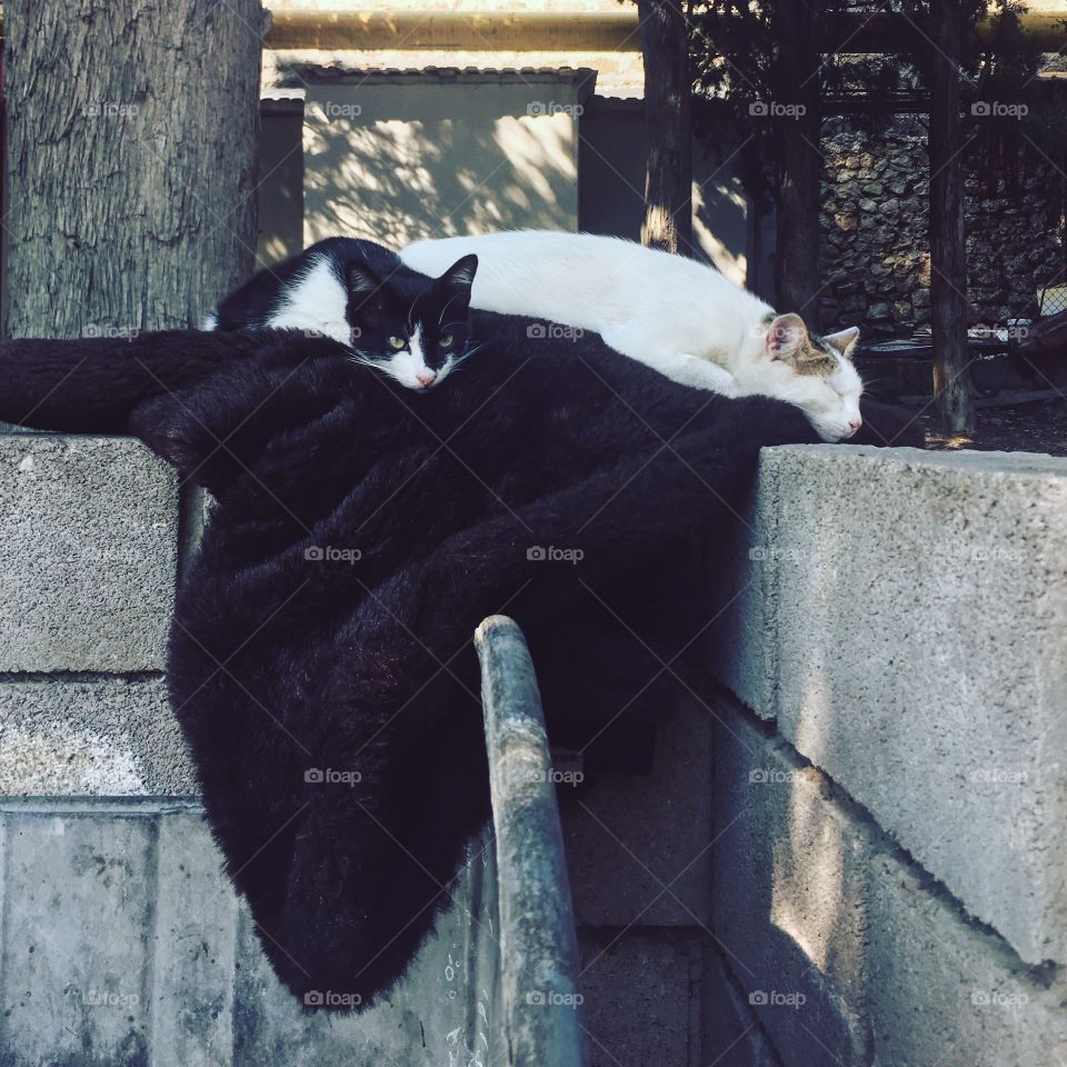 Black and white cats lying together 