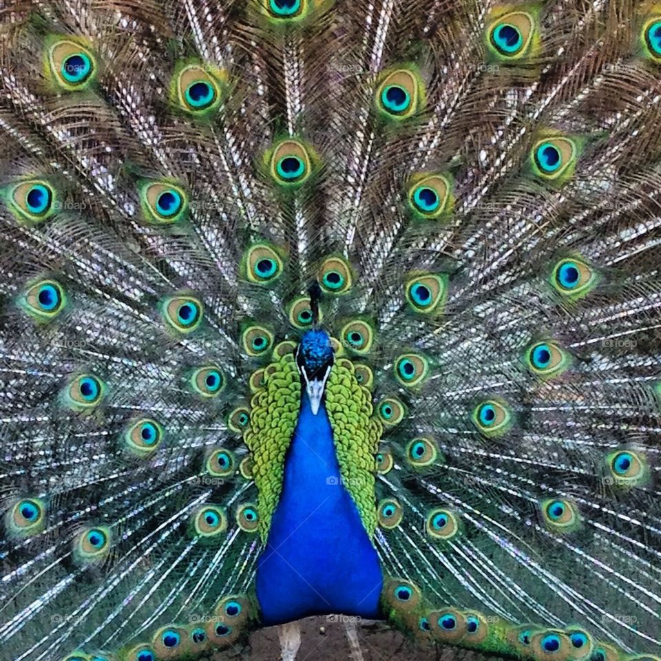 Fierce Peacock ! 