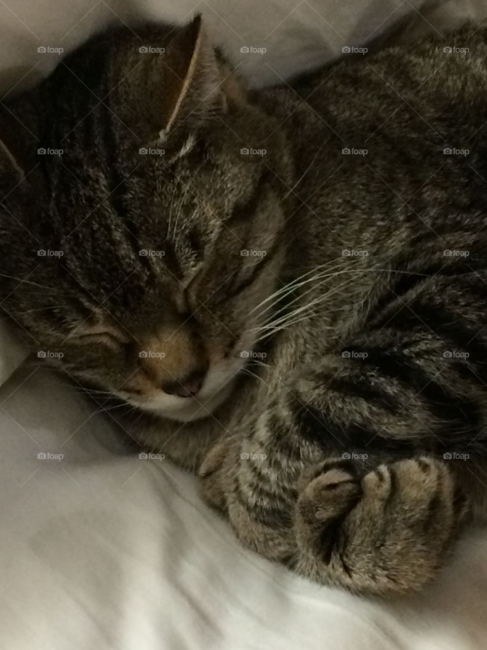 My polydactyl cat sleeping. 