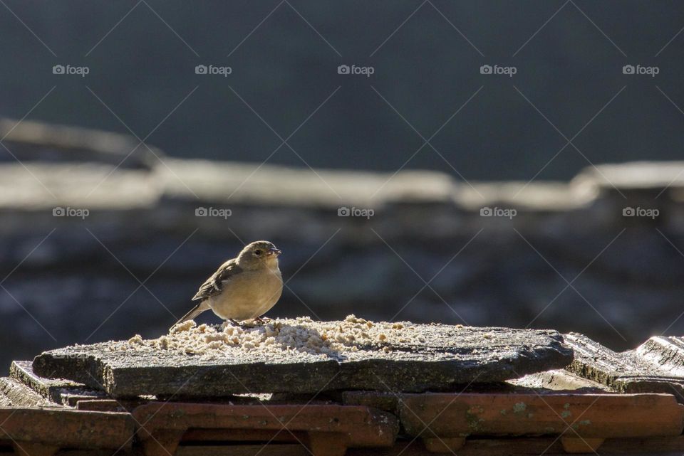 Feeding a birds