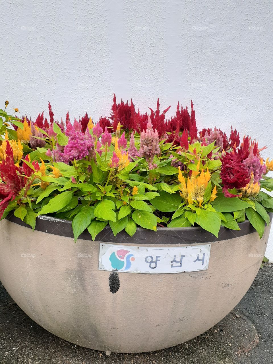 portrait of a plants