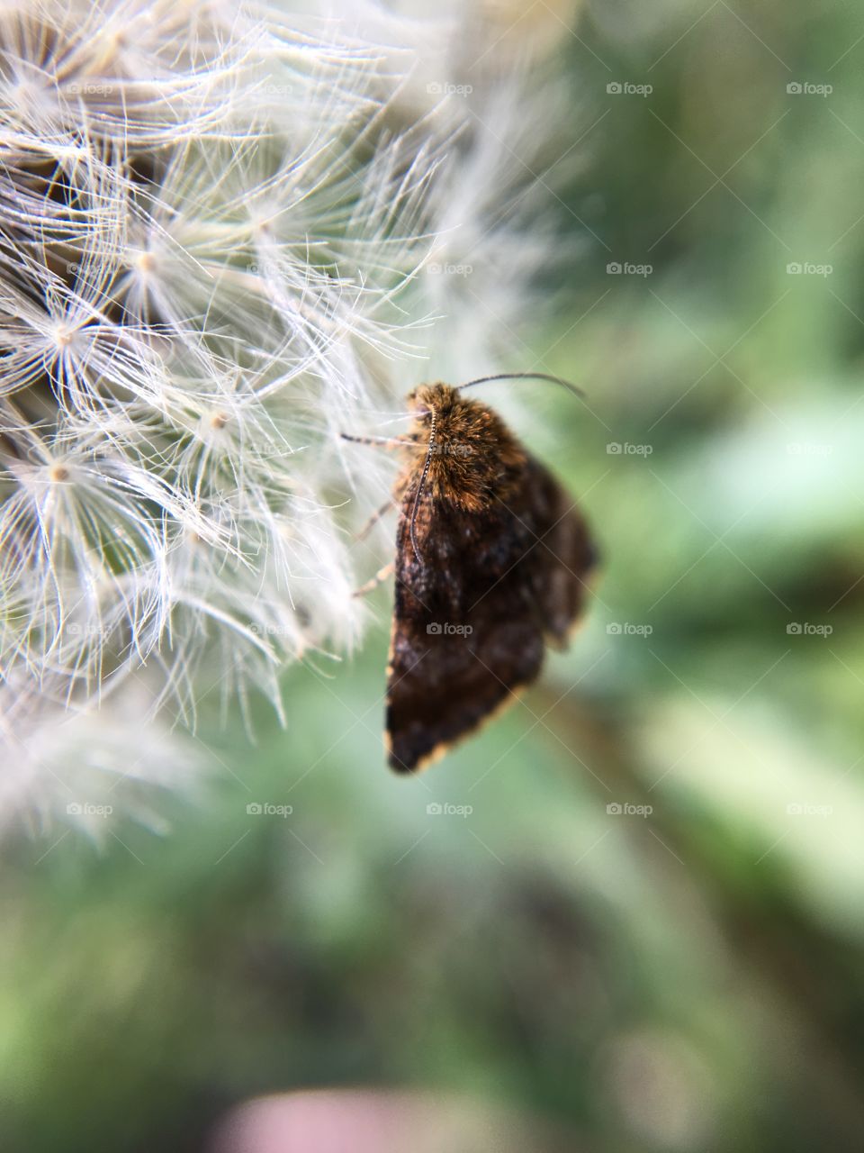 Butterfly on dandelion, macro insect 