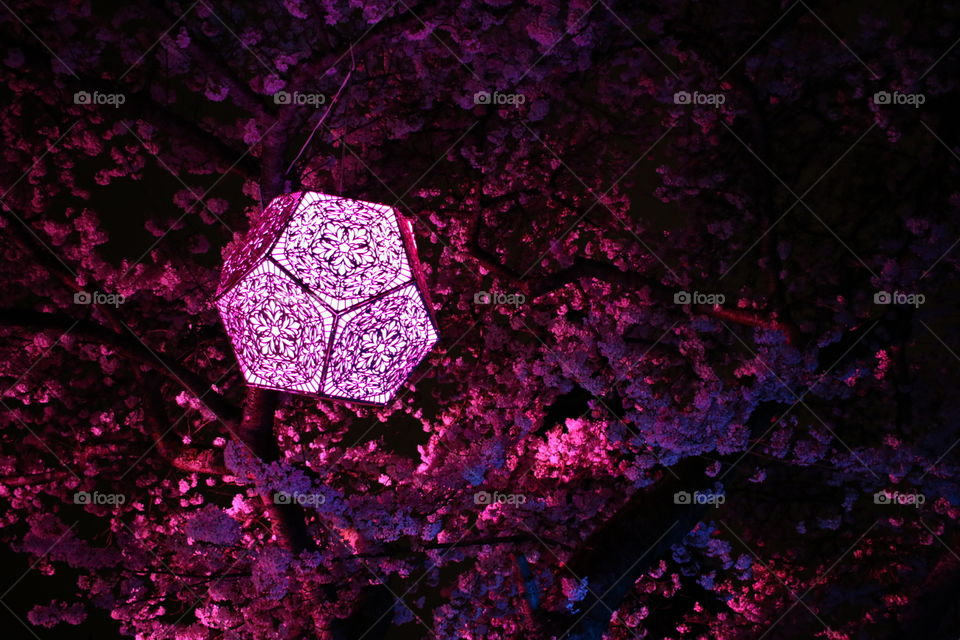 Pink Lantern