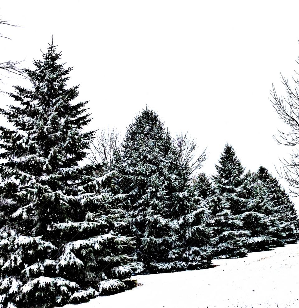 Snowy fur trees !