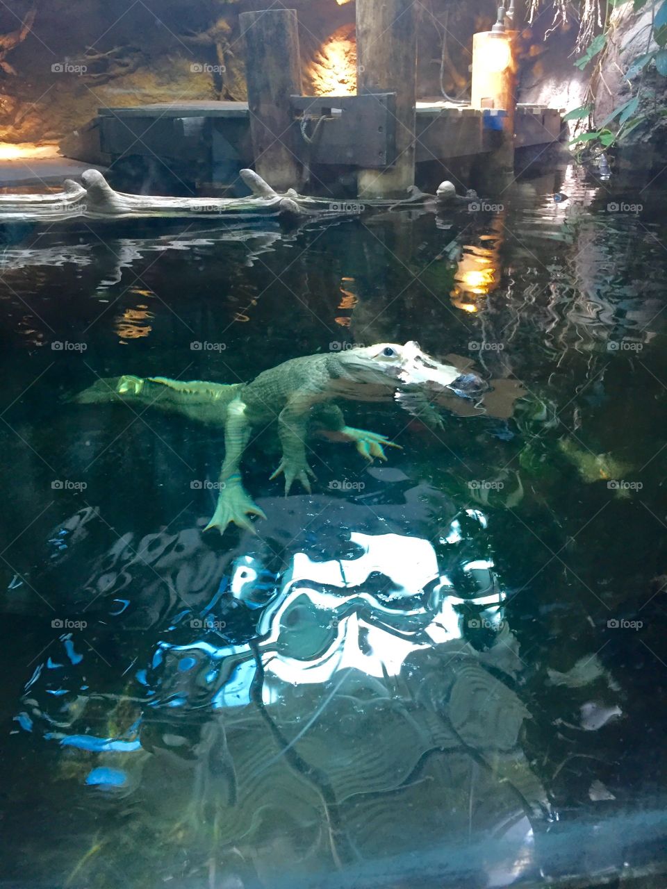 Floating White Alligator