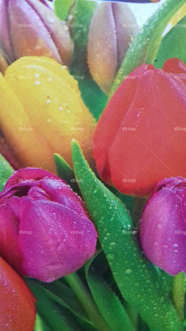 life should be like colorful tulip