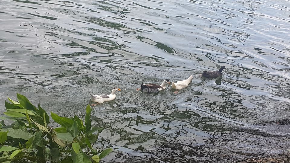 Black and white ducks floating in a lake.
