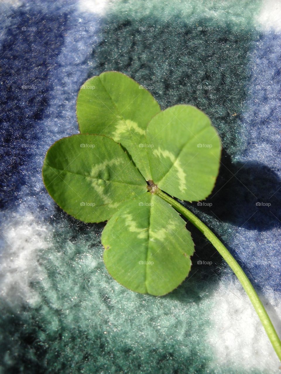 Four-Leaf clover