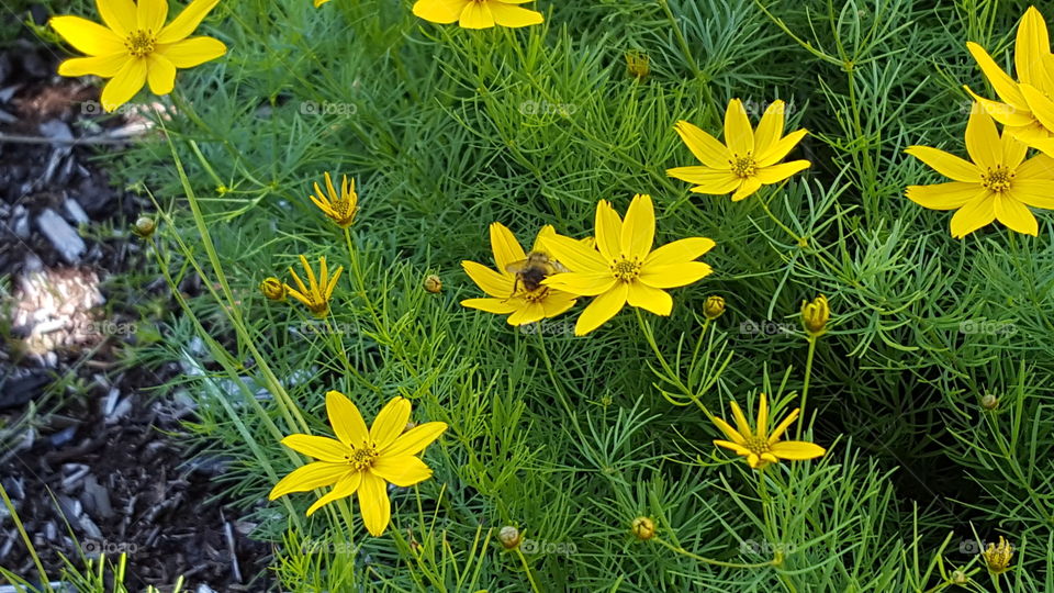 daisies