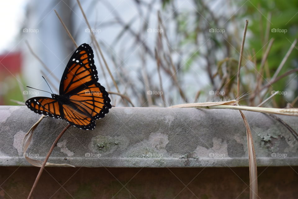 monarch butterfly