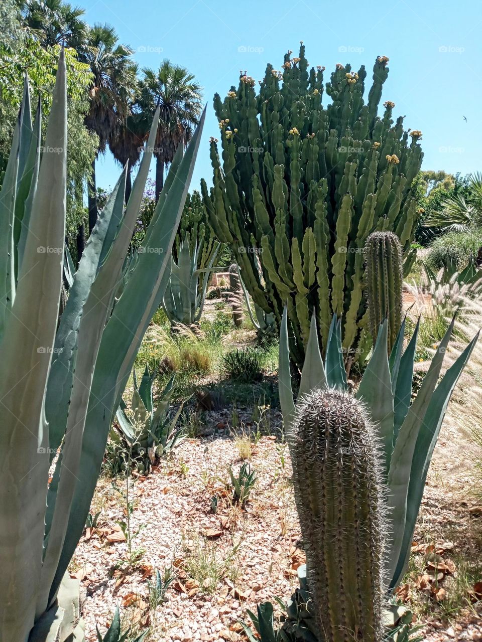 Cactus