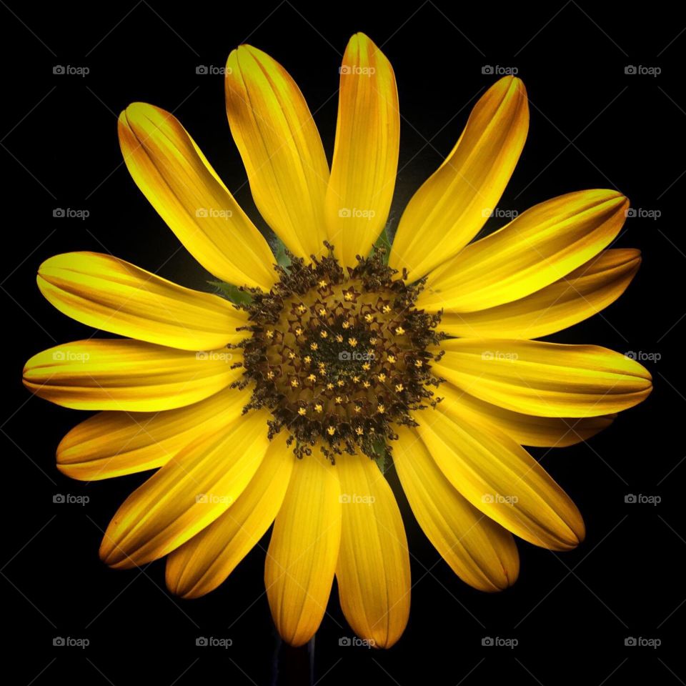 Dramatic yellow sunflower bloom isolated agains a black background.