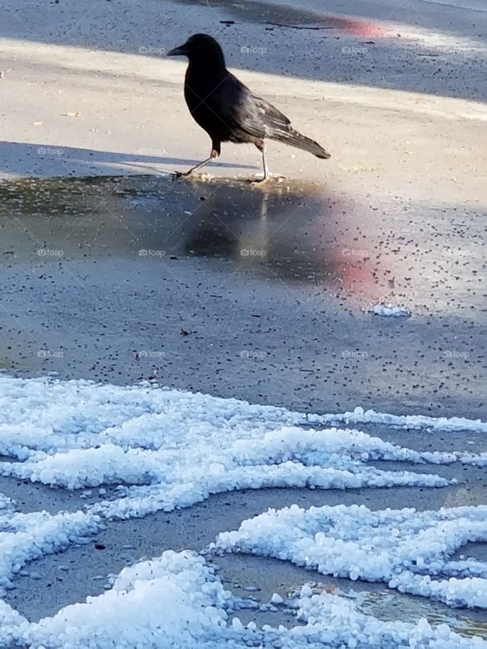 crow with hail