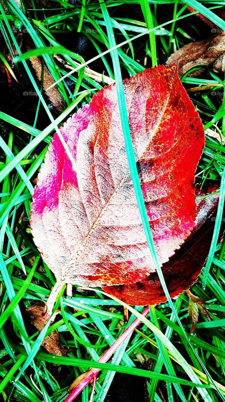 Leaf.. Autumn