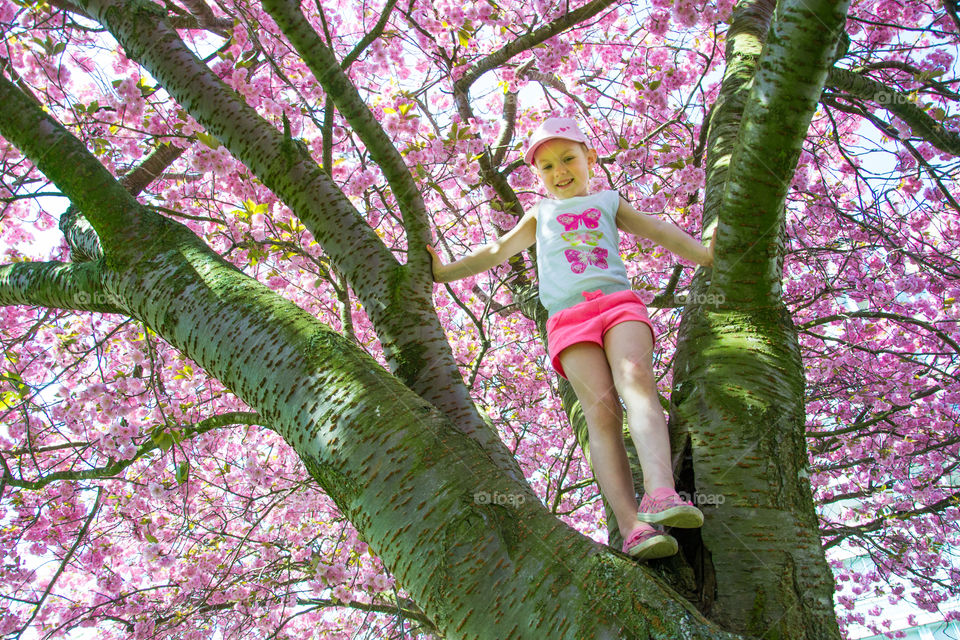 Youn girl of five years old is climbing a blossom cherry tree in Malmö Sweden.