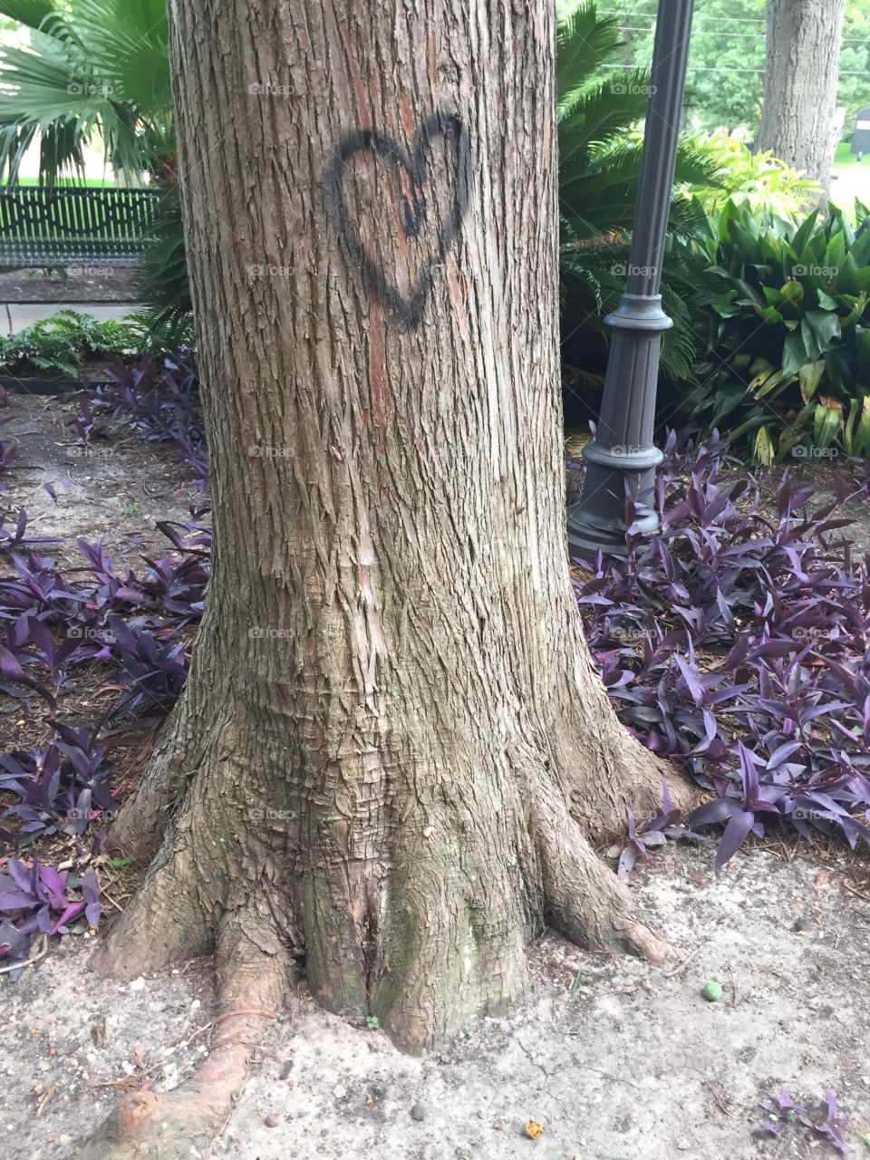 Tree with heart spray paint.