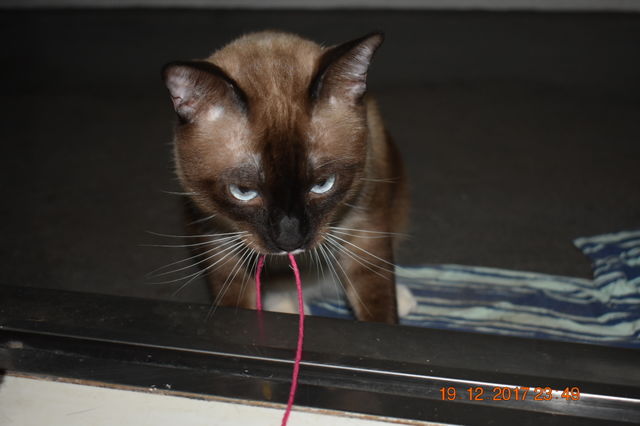cat