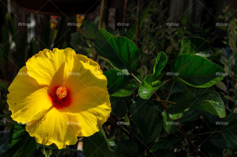 Yellow Hibiscus