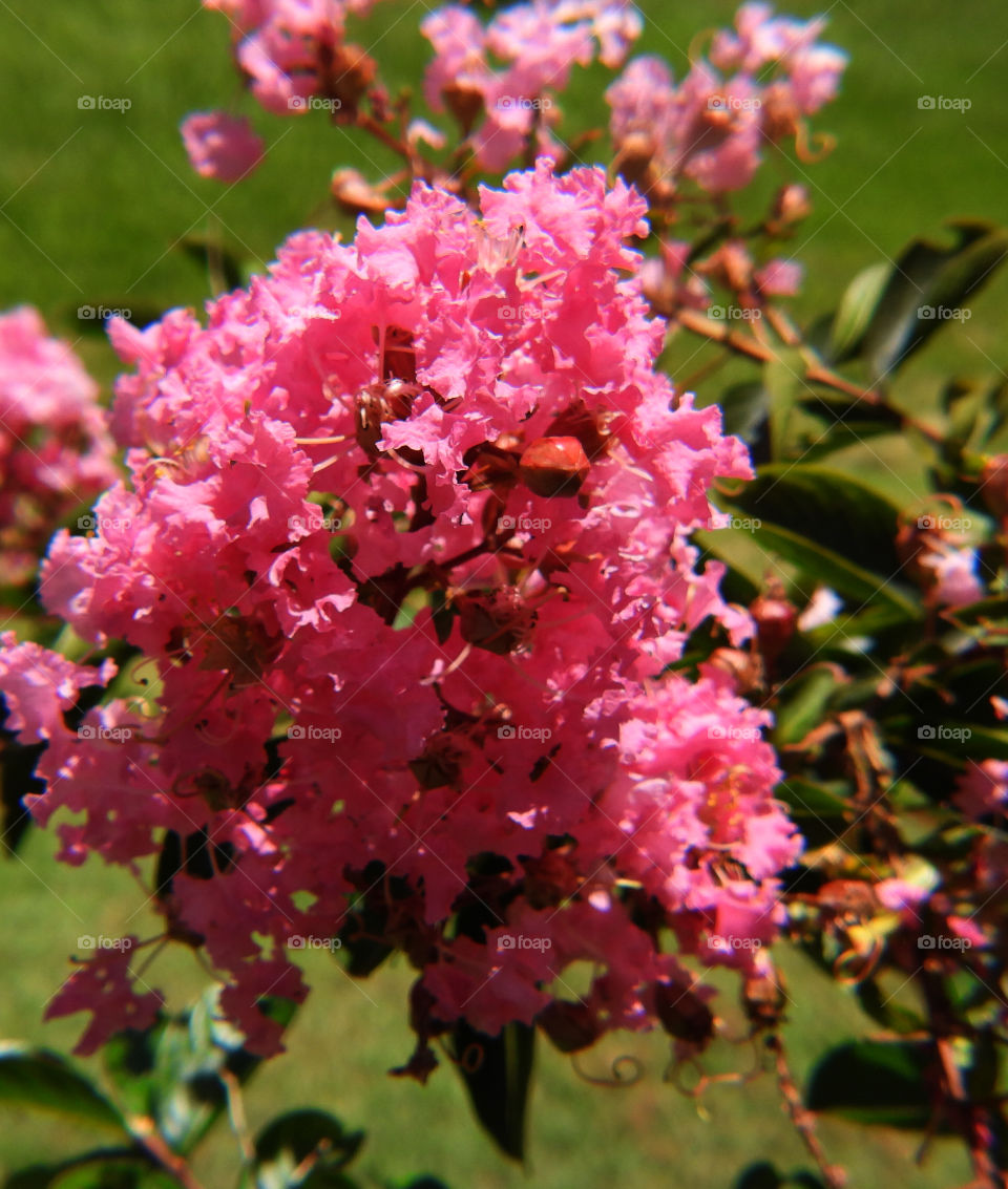 Crepe Myrtle tree in Florida