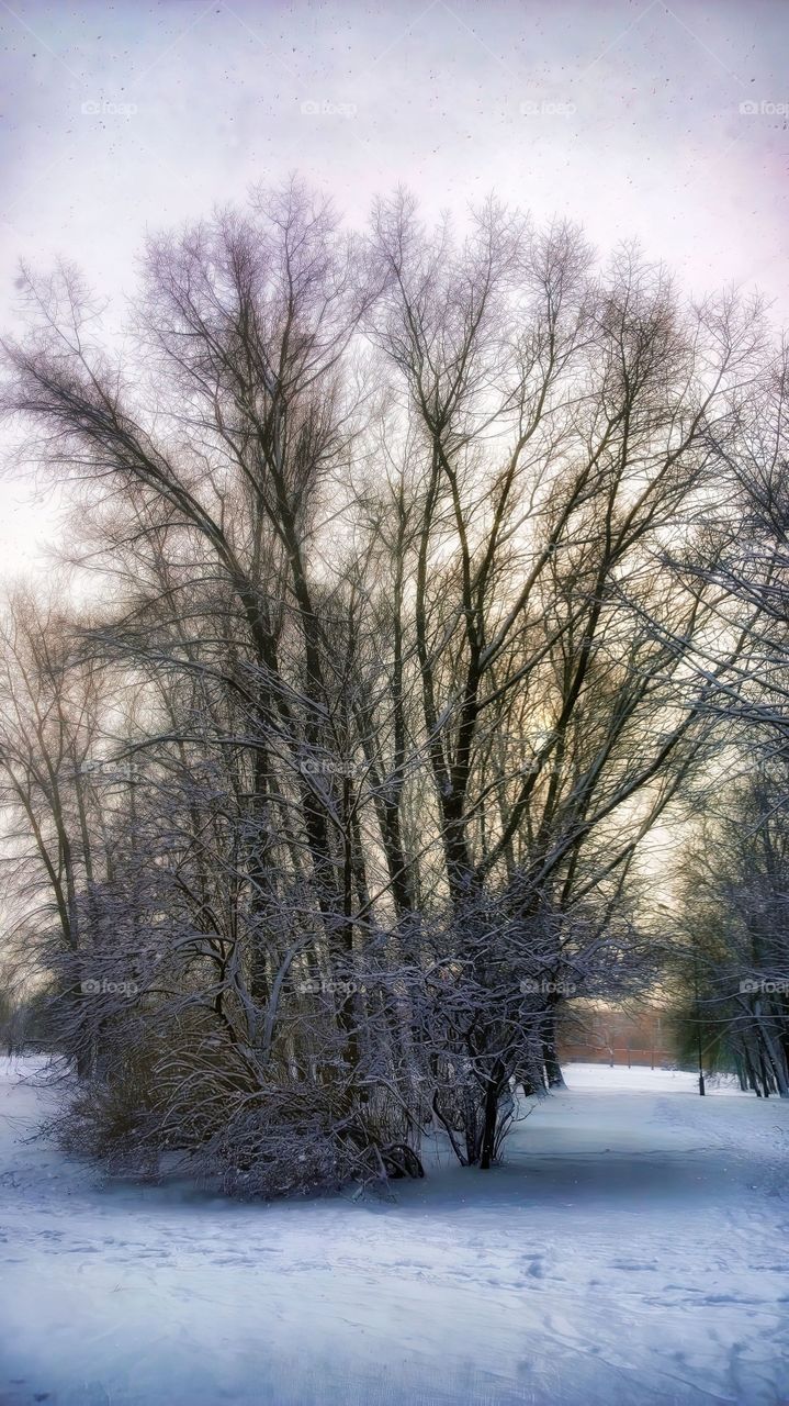 winterscape