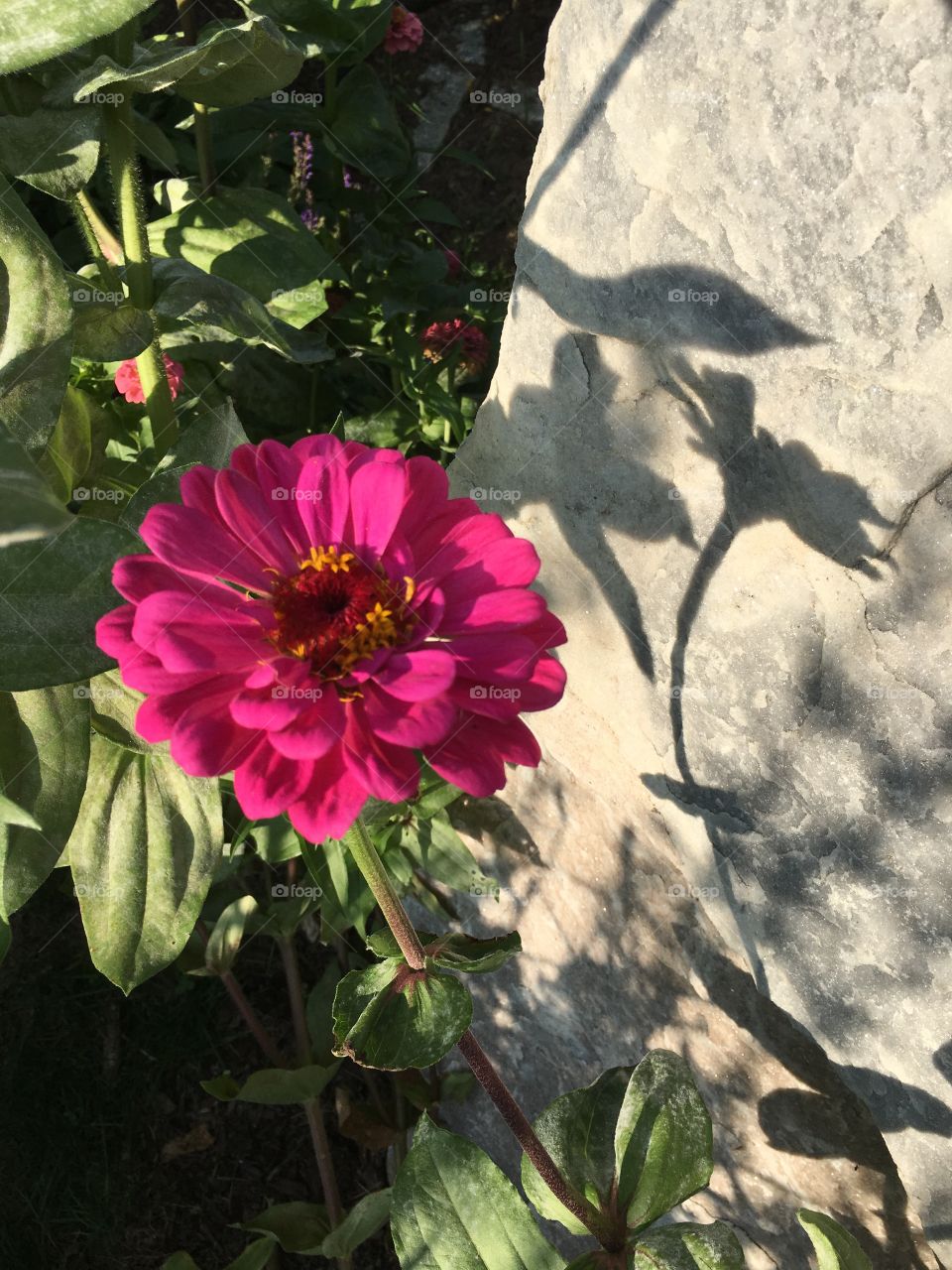 Pink Zinnia with shadow