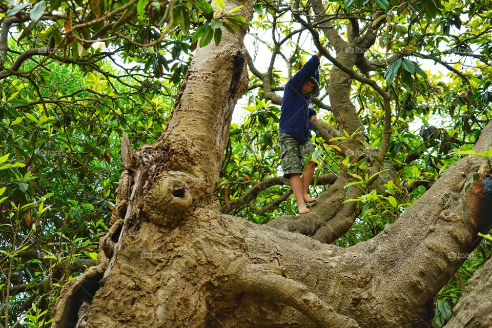 Boy Climbing A Tree
