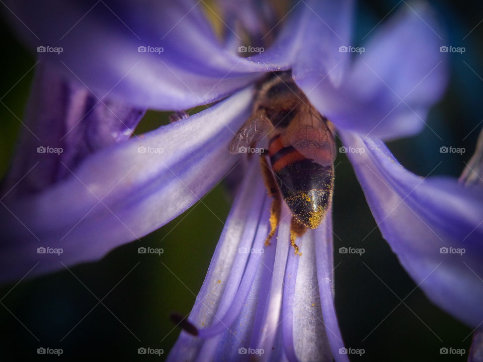 bee inside a flower collecting pollen