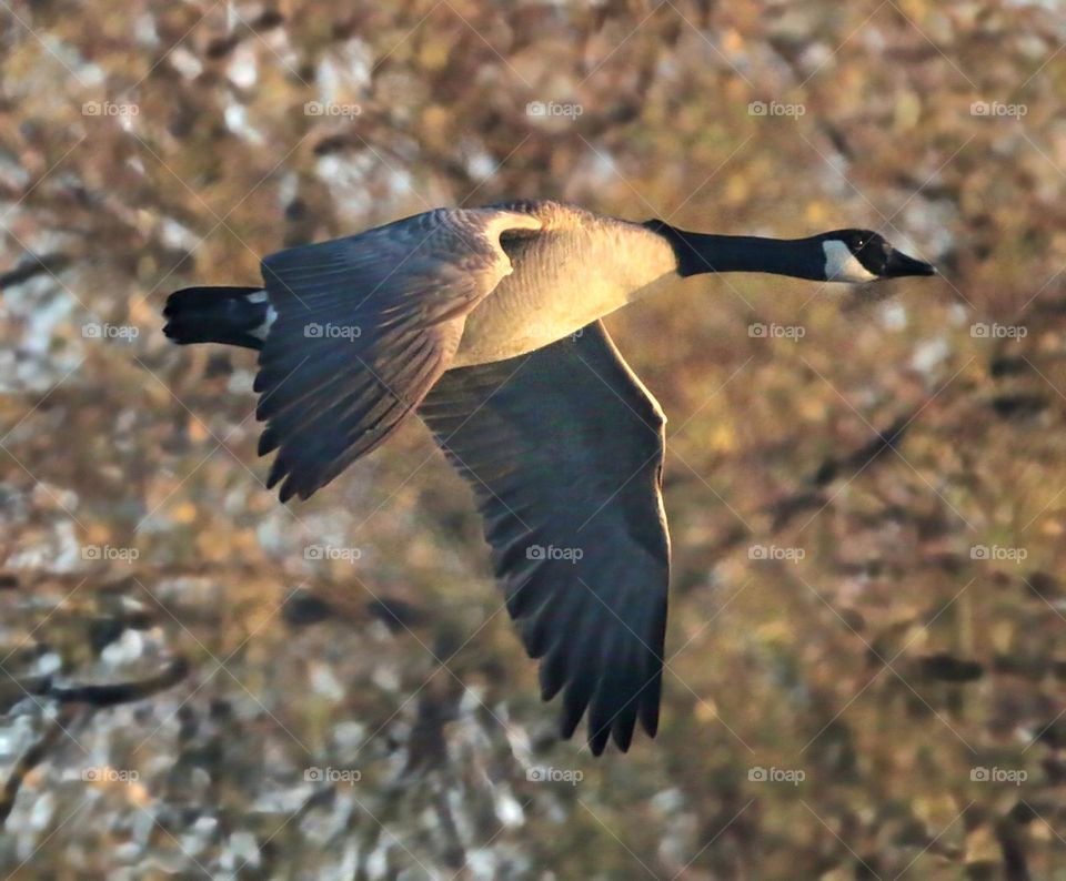 Canadian Goose in Flight