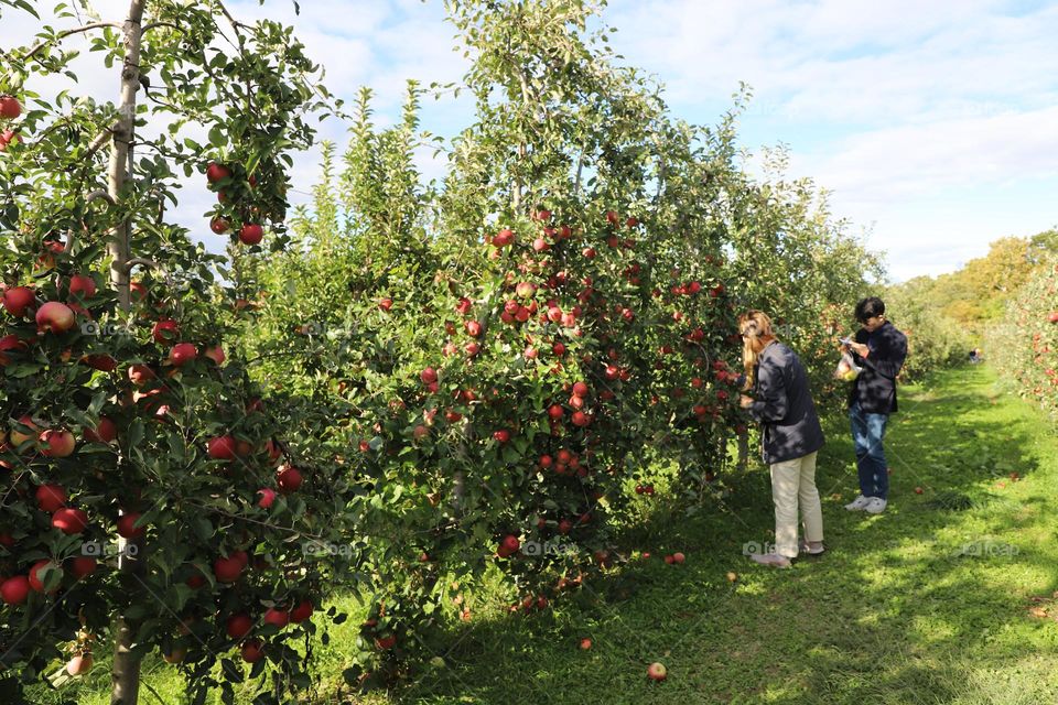 Apple picking 