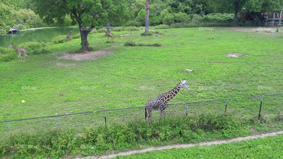 Giraffes at the Zoo