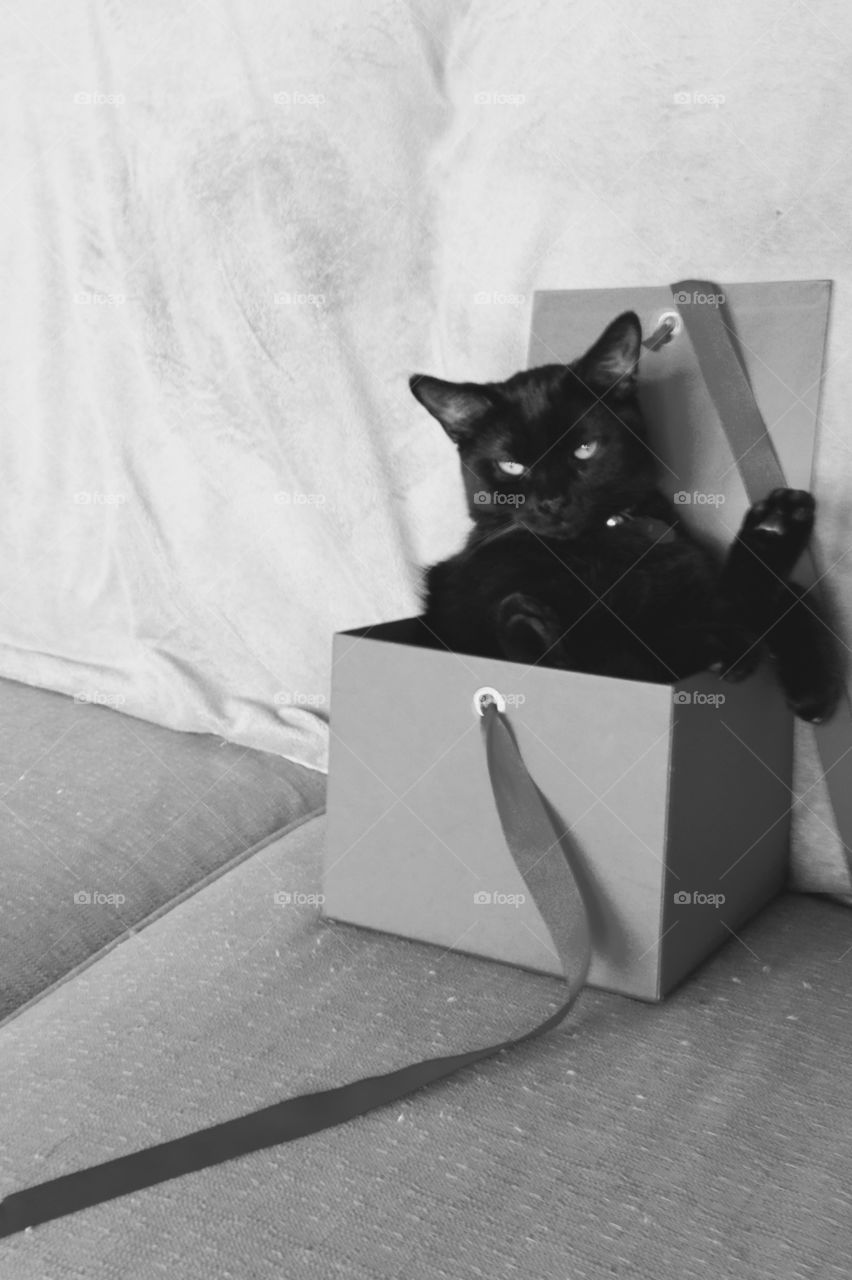 Cat in a Box - b&w