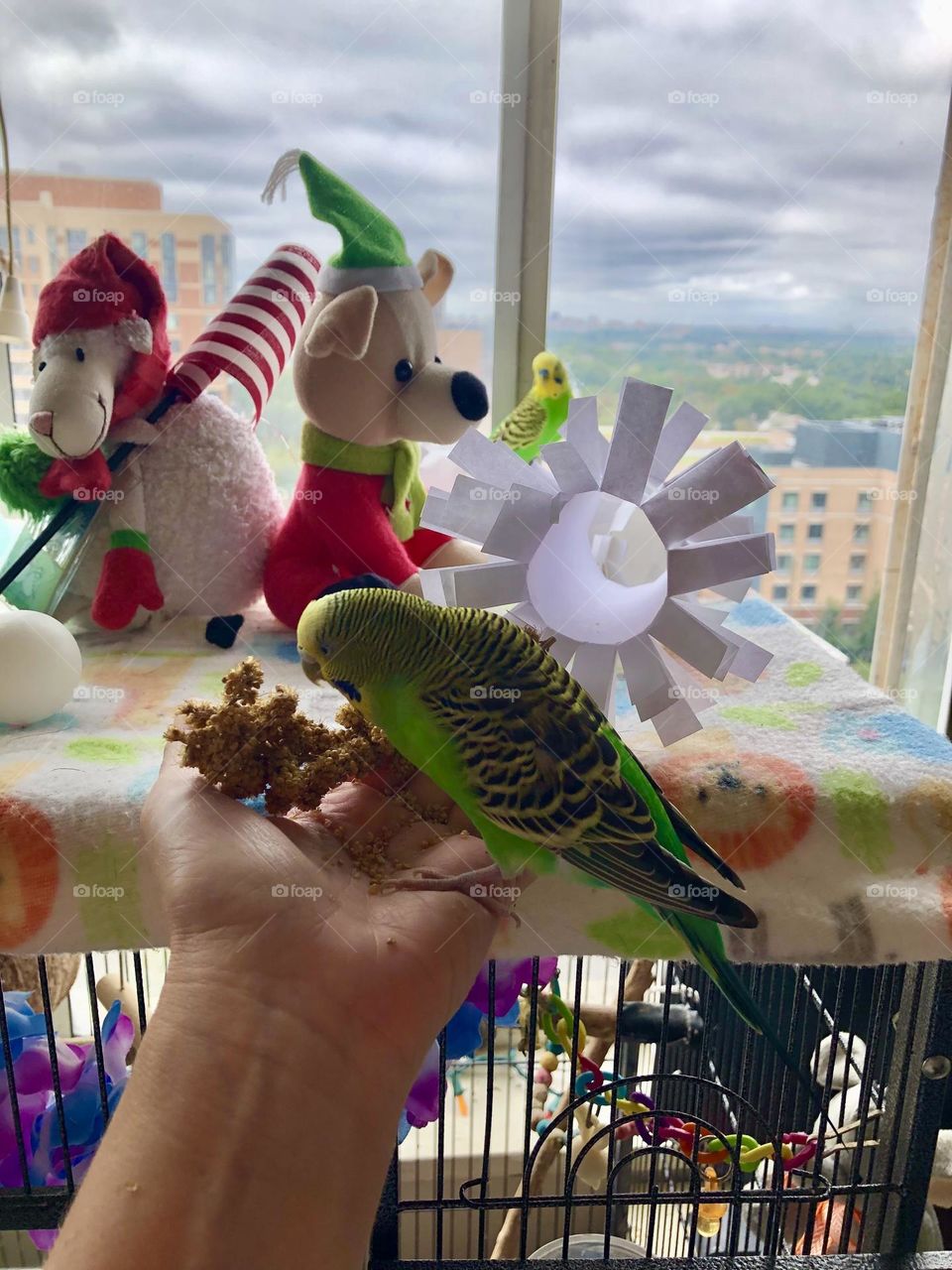 My pet bird likes millets / parquets family pets  