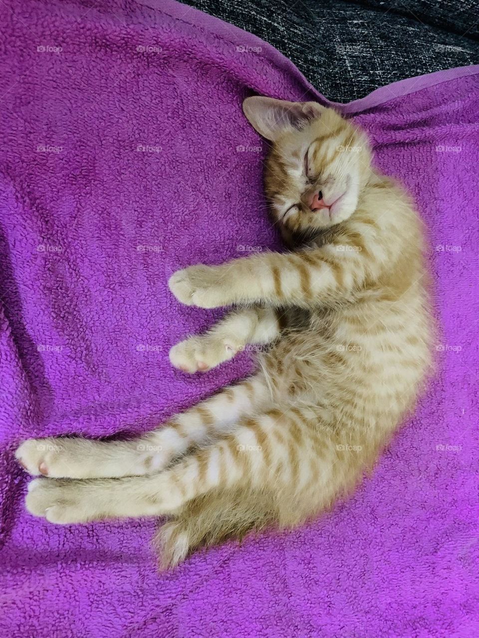 Kitten lazy sleeping 