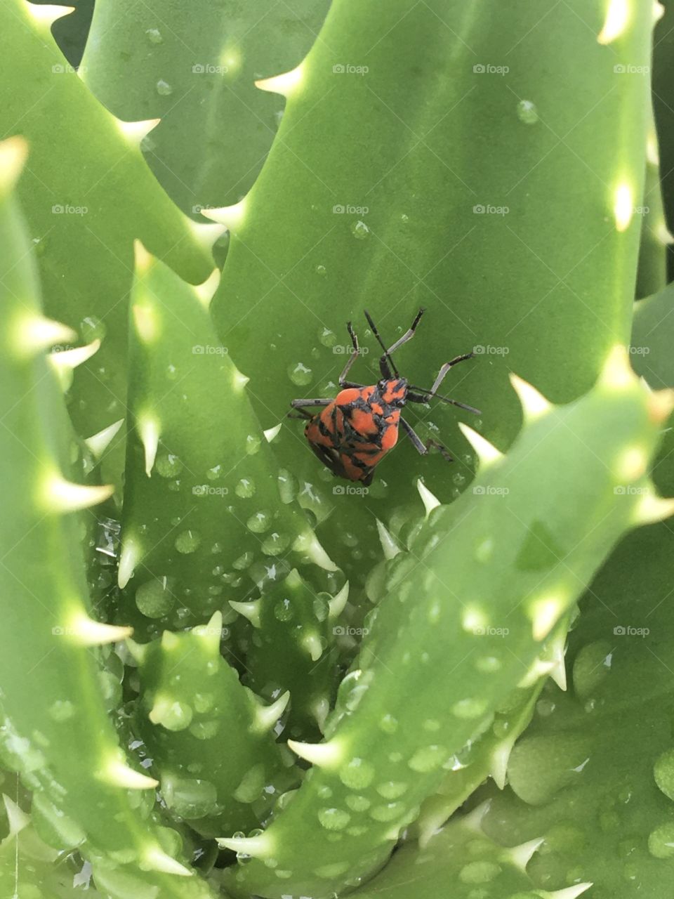 Insect living in harmony with succulent 