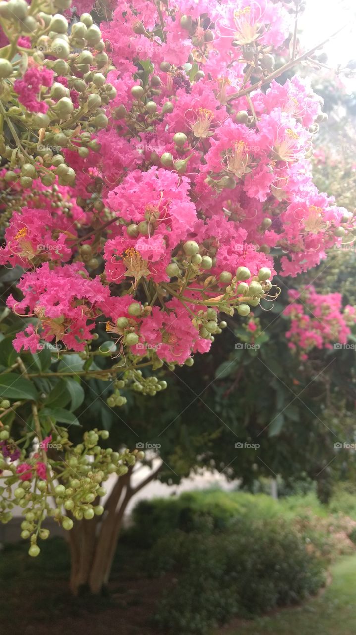 pink flowers surrounded by dark green leaves